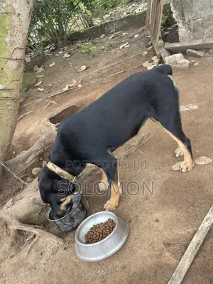 1+ year Female Purebred Rottweiler