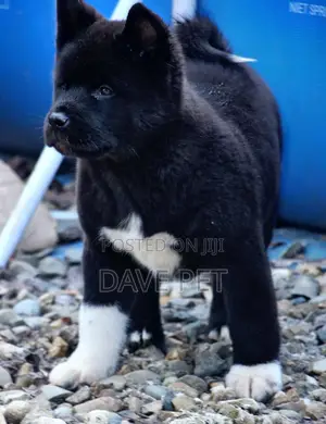1-3 months Female Purebred Akita