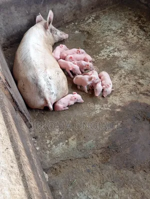 Animal Farming
