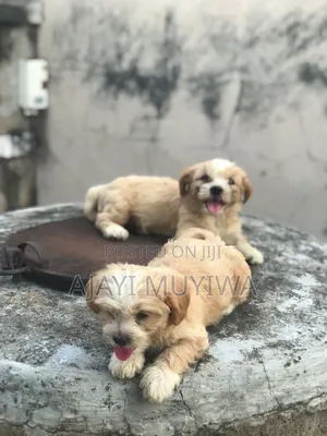 1-3 months Female Purebred Lhasa Apso