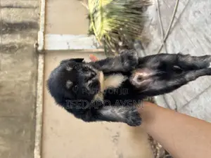 0-1 month Male Purebred Lhasa Apso