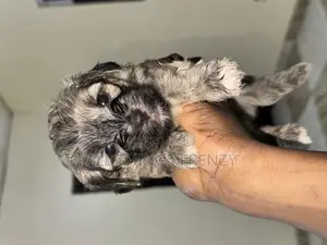 1-3 months Male Purebred Lhasa Apso