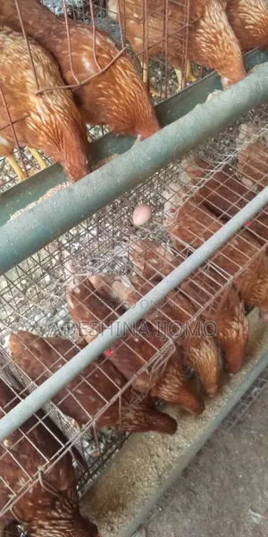 Pullets Available for Pickup and Supply