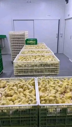 Agrited Layers Available for Supply