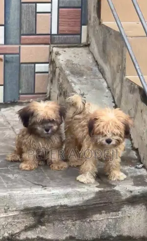 1-3 months Male Purebred Lhasa Apso