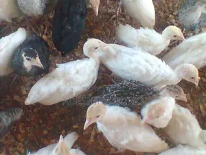 Local and Foreign Turkey/ Available for Purchase