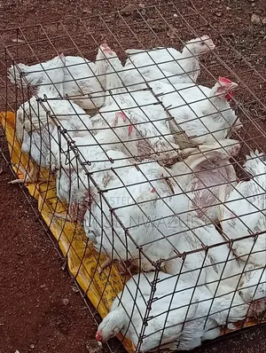 7 Weeks Broiler Available for Sale