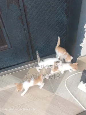 0-1 month Male Purebred Cat