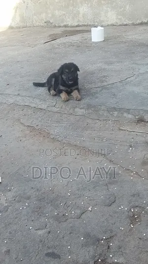 1-3 months Female Purebred German Shepherd