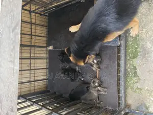 0-1 month Male Purebred German Shepherd