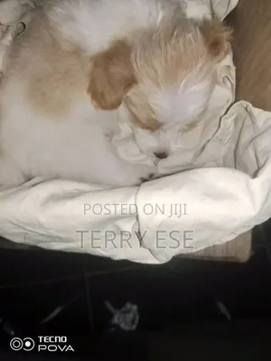 0-1 month Female Purebred Lhasa Apso