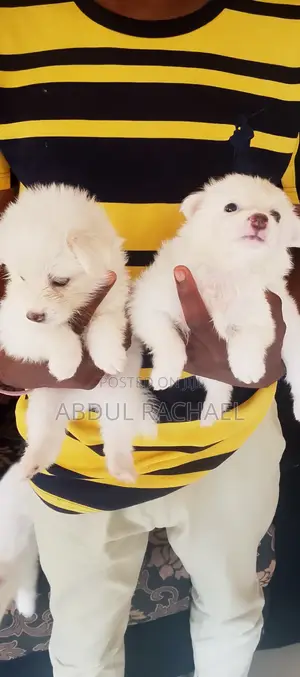 1-3 months Female Purebred American Eskimo