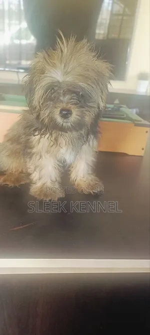 1-3 months Male Purebred Lhasa Apso