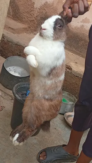 A Male Rabbit for Sell Very Healthy