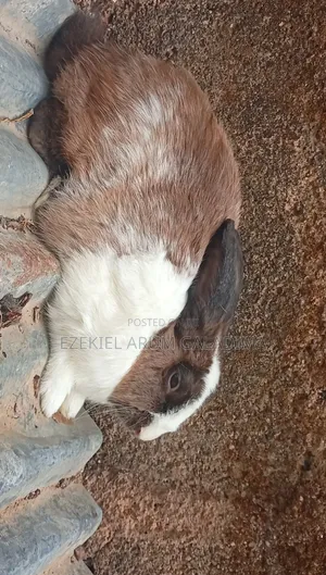 A Male Rabbit for Sell Very Healthy