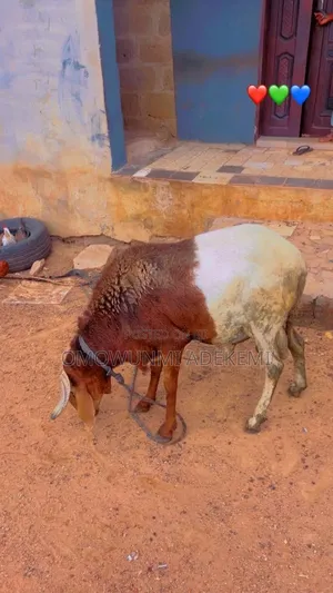 Ileya Ram for Sale