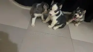1-3 months Female Purebred Siberian Husky