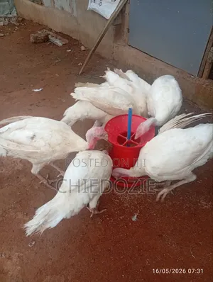 English Turkeys