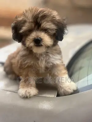 1-3 months Female Purebred Lhasa Apso