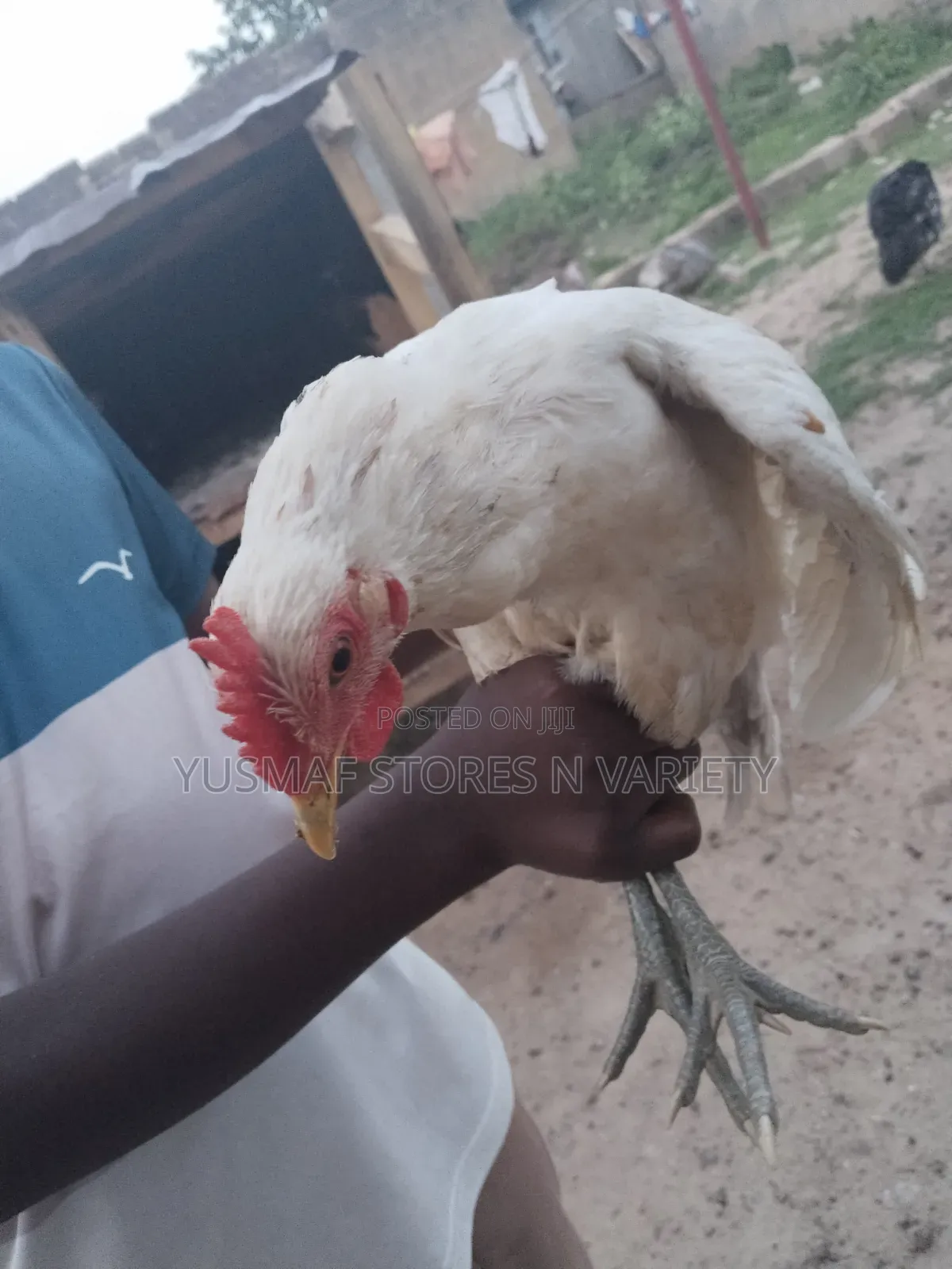 Local Chicken Is for Sale