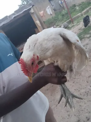 Local Chicken Is for Sale