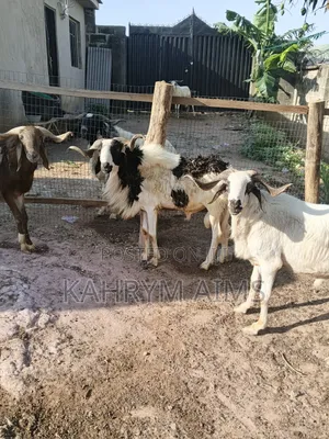 Rams for Sale
