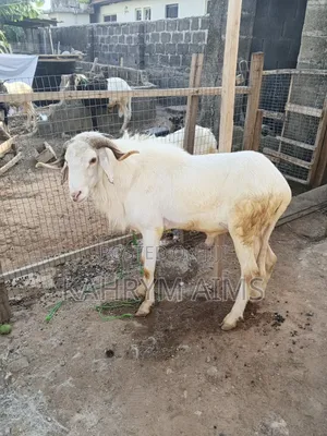 Rams for Sale