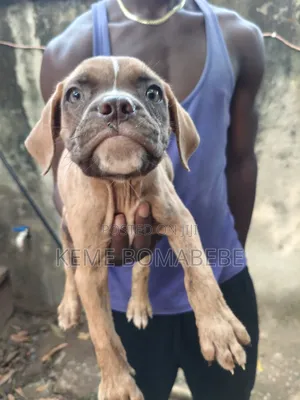 1-3 months Female Purebred Boerboel