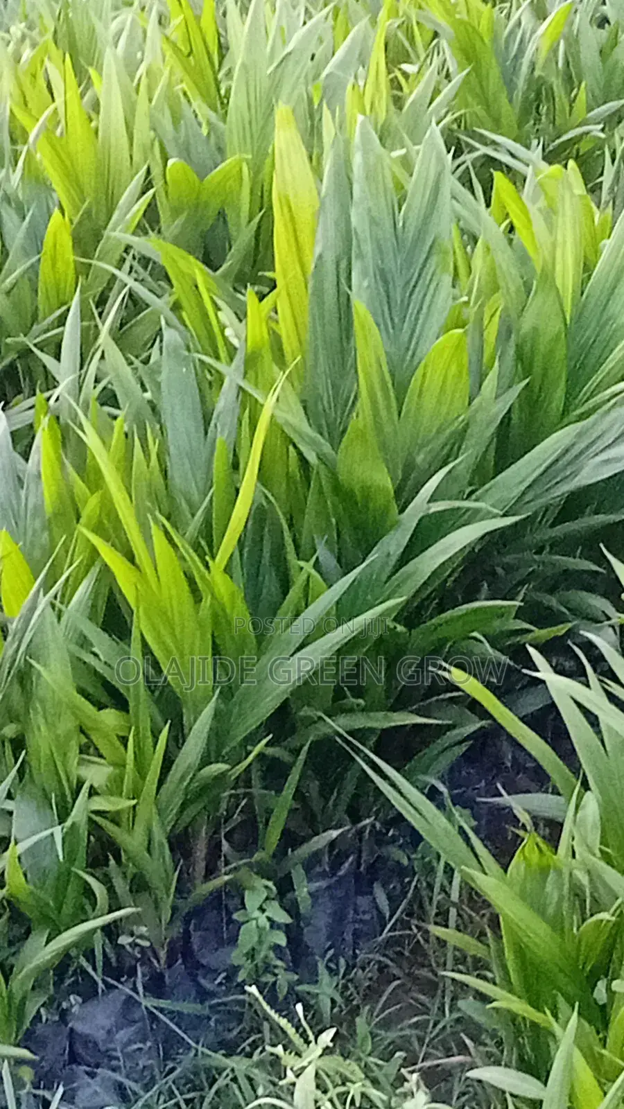 Palm Seedlings