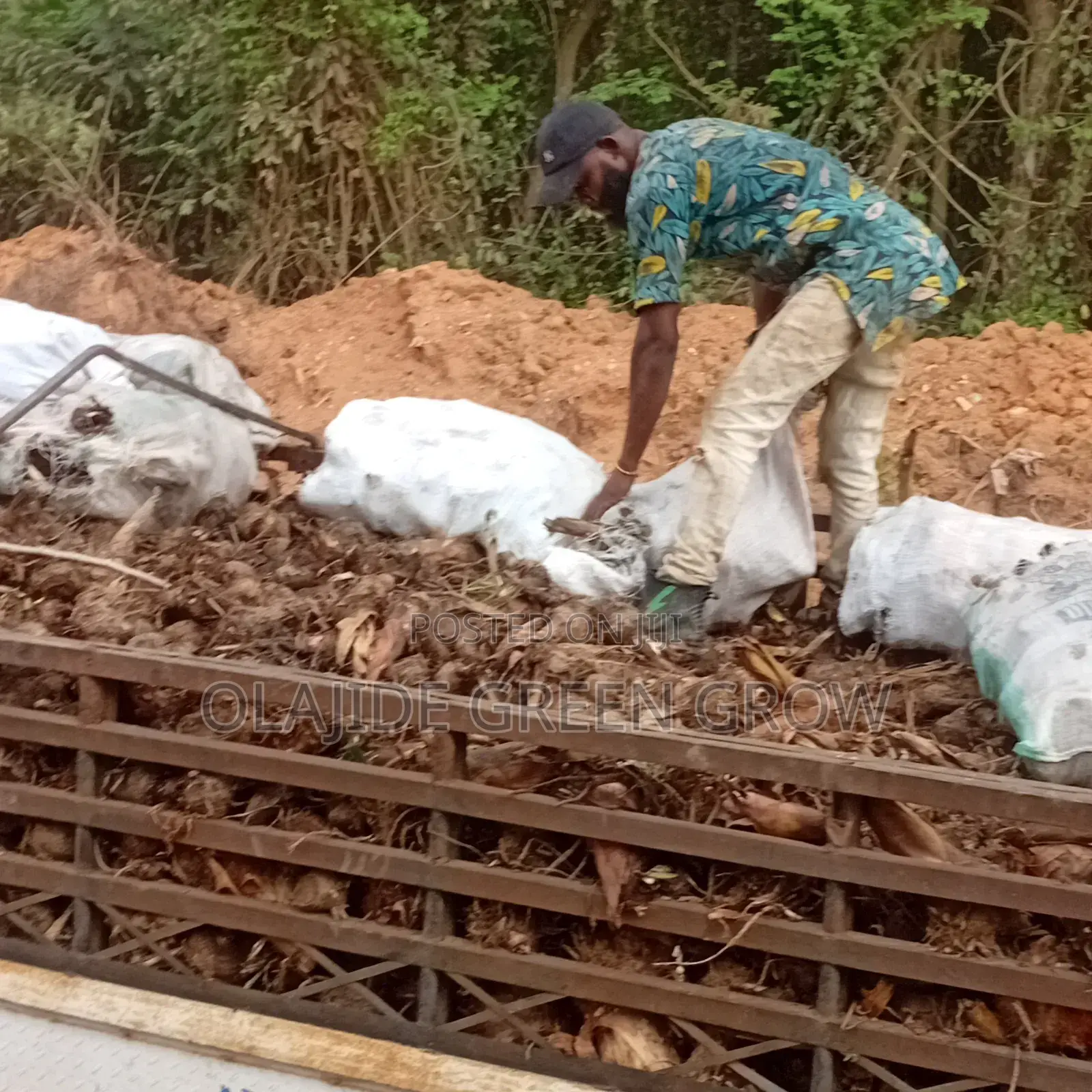 Palm Seedlings