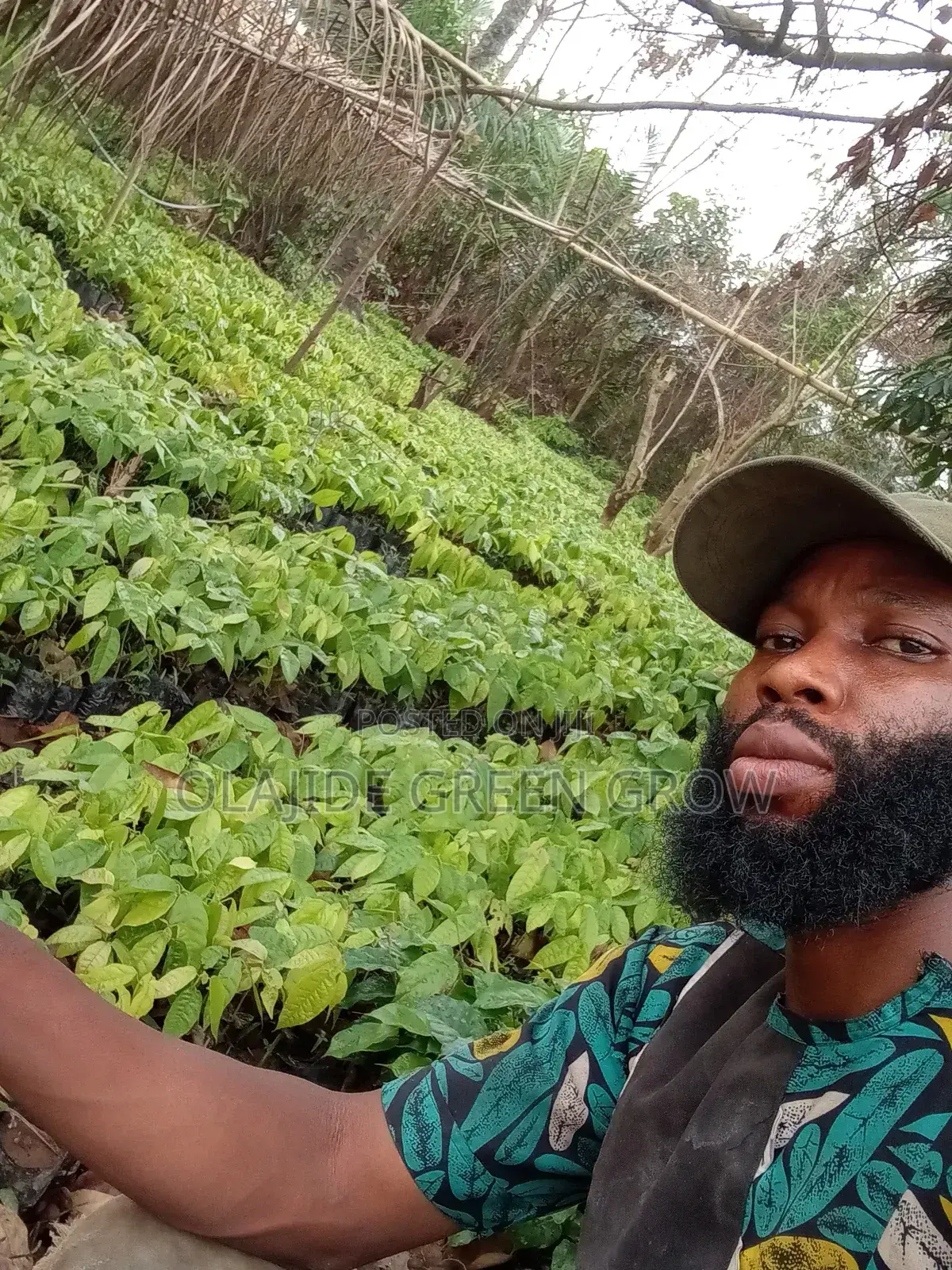 Palm Seedlings