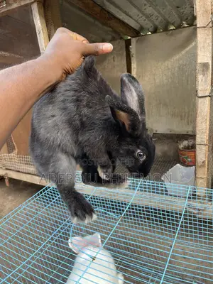 Purebred Box Head Male New Zealand Black Rabbit Available for Sale