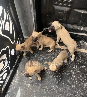 1-3 months Male Mixed Breed Boerboel