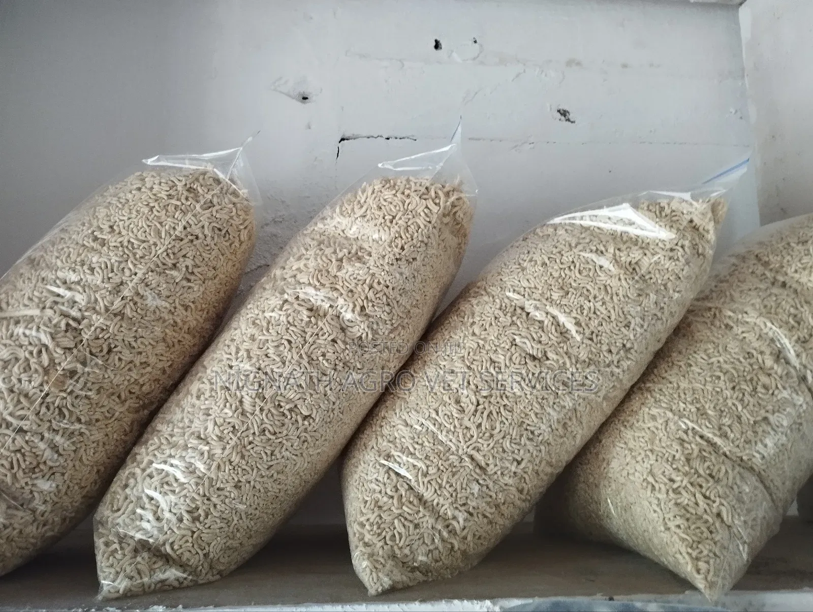 Dog Indomie Available