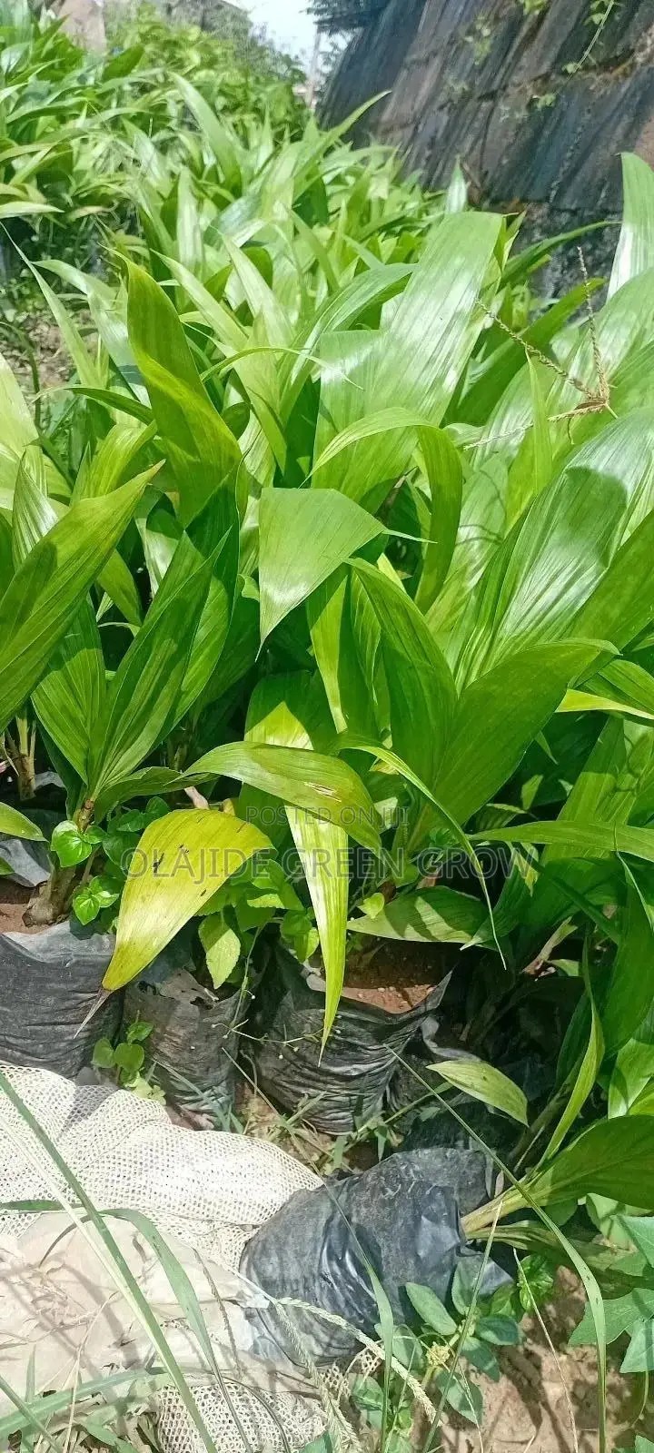 Palm Seedlings