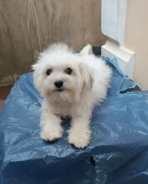 1+ year Female Purebred Lhasa Apso