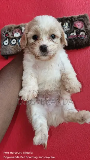 1-3 months Male Purebred Lhasa Apso