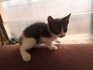 0-1 month Female Mixed Breed Cat