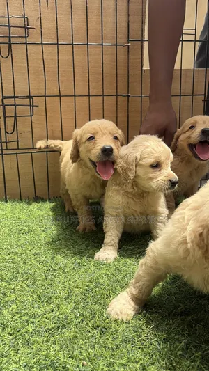 1-3 months Female Purebred Golden Retriever