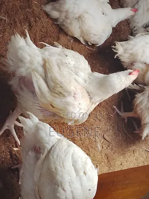 Eugene Chicken LMT