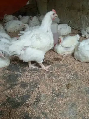8weeks Broiler Chickens for Sale