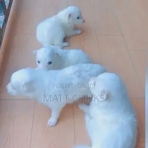 1-3 months Female Purebred American Eskimo