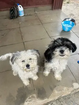 1+ year Female Purebred Lhasa Apso