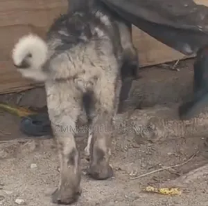 3-6 months Male Purebred Caucasian Shepherd