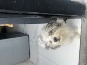 3-6 months Female Purebred Lhasa Apso
