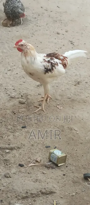 Healthy Young Rooster