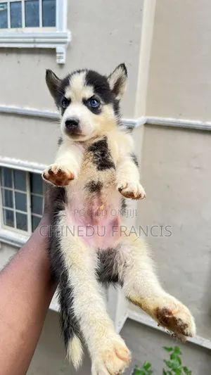 1-3 months Male Purebred Siberian Husky
