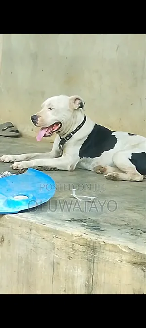 1+ year Male Purebred American Pit Bull Terrier