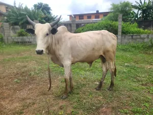 Adedayo Ranch Ikd