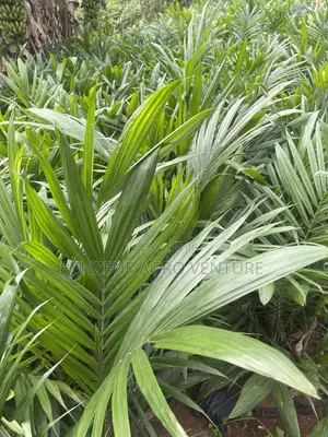 Hybrid Palm Seedling